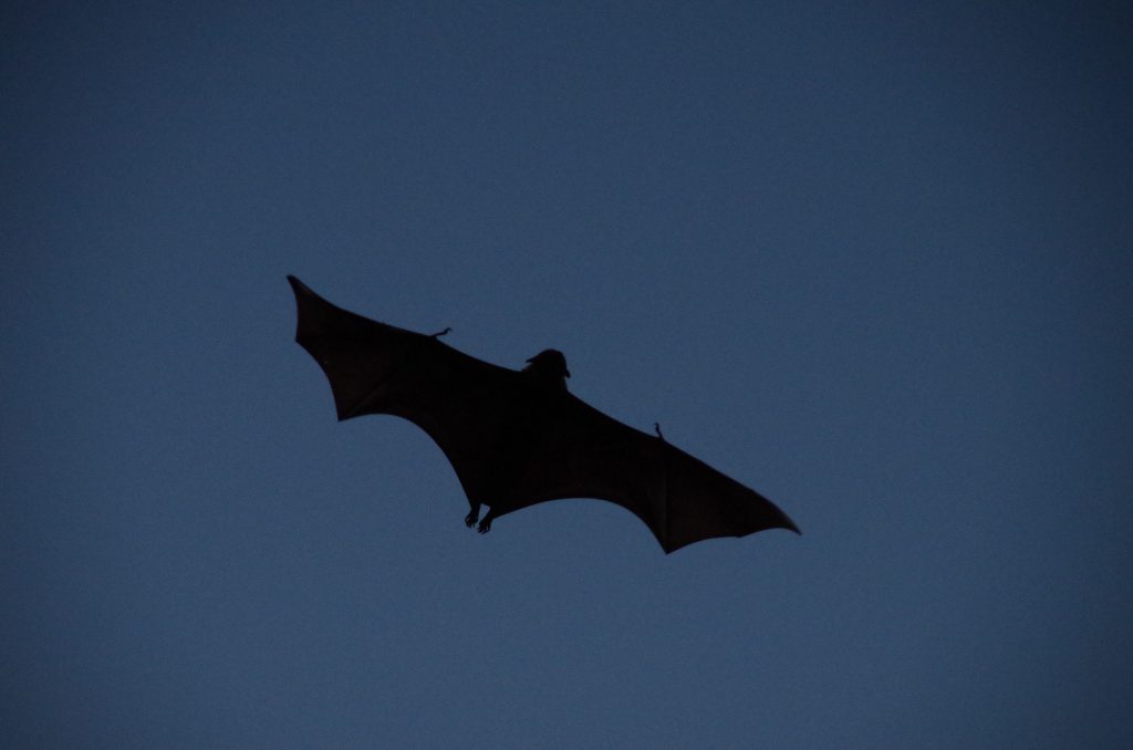 Cairns Attractions - Flying Fox at Dusk